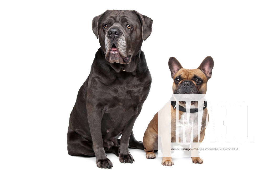 Cane corso best sale french bulldog