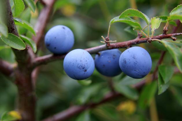 Blackthorn, Black Dorn, Sloe, Blackthorn, Schlehendorn Prunus spinosa ...