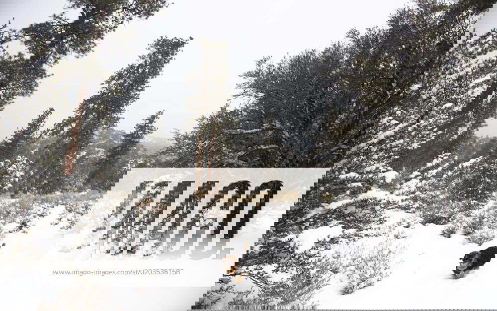 Feb 23, 2023 Big Bear City, California, U.S. Snow Storm hits mountains of Southern California