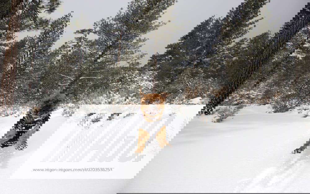 Feb 23, 2023 Big Bear City, California, U.S. Snow Storm hits mountains of Southern California