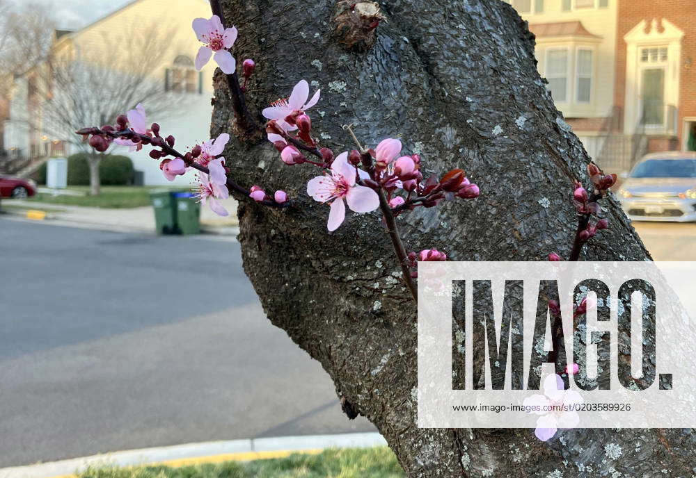 Photography of small cocoons of cherry trees that have hatched in a ...