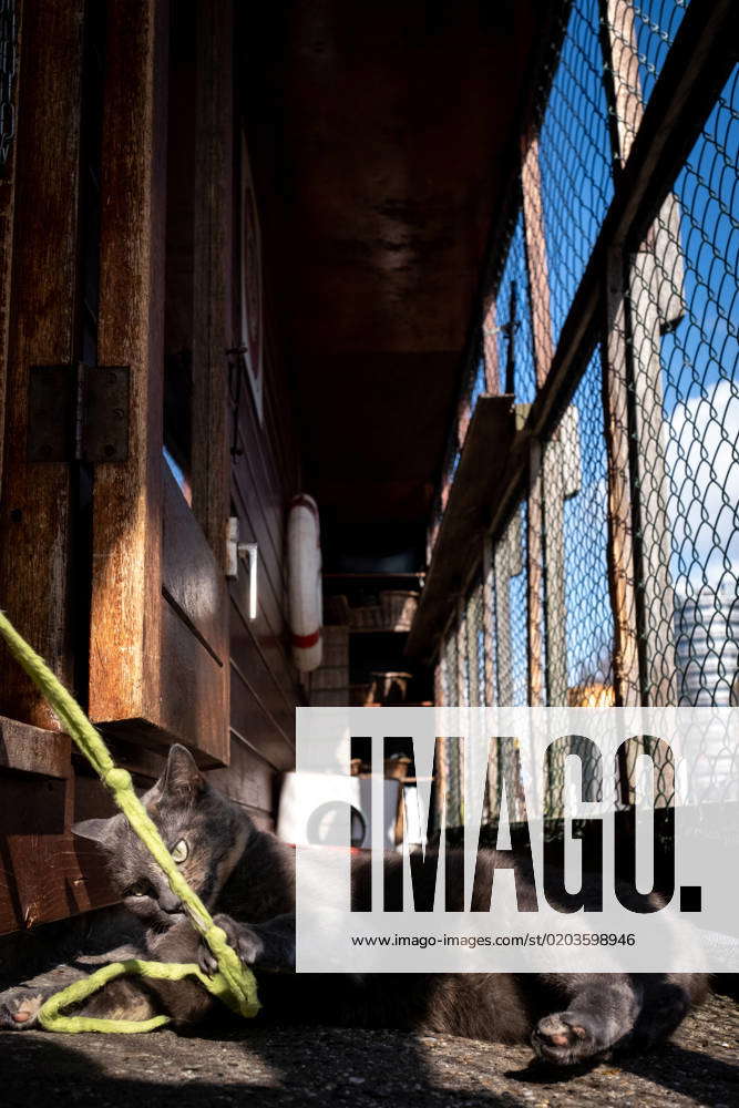 THE NETHERLANDS AMSTERDAM CAT BOAT Netherlands, Amsterdam on 2022