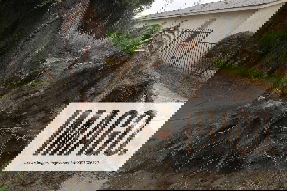 A massive redwood tree is seen after falling on a home in Bellflower