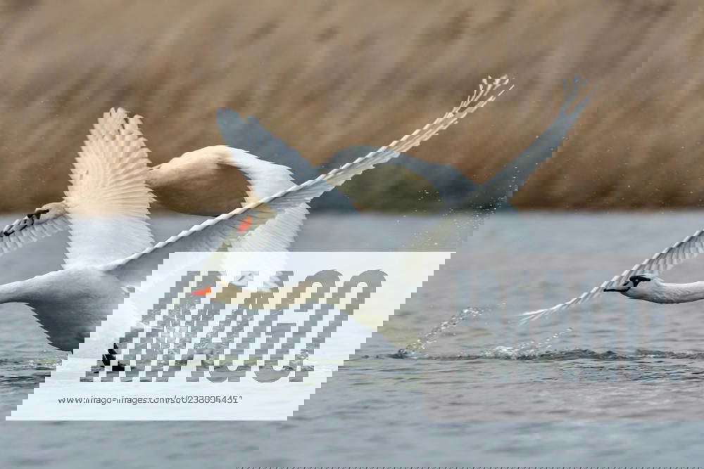 Mute Swans Begin Mating Season At The Fernald Nature Preserve Mute