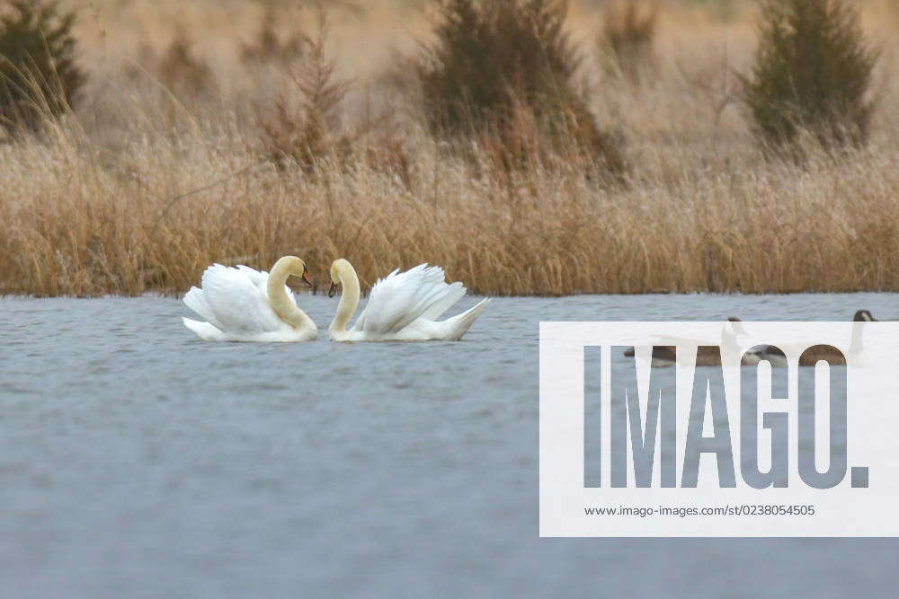 Mute Swans Begin Mating Season At The Fernald Nature Preserve Mute