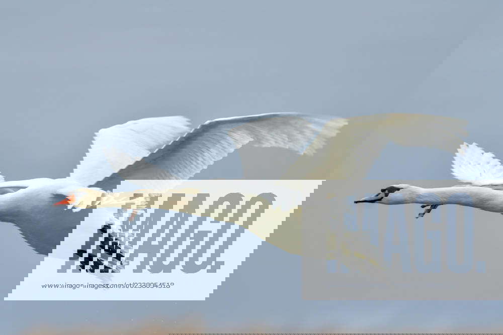 Mute Swans Begin Mating Season At The Fernald Nature Preserve Mute