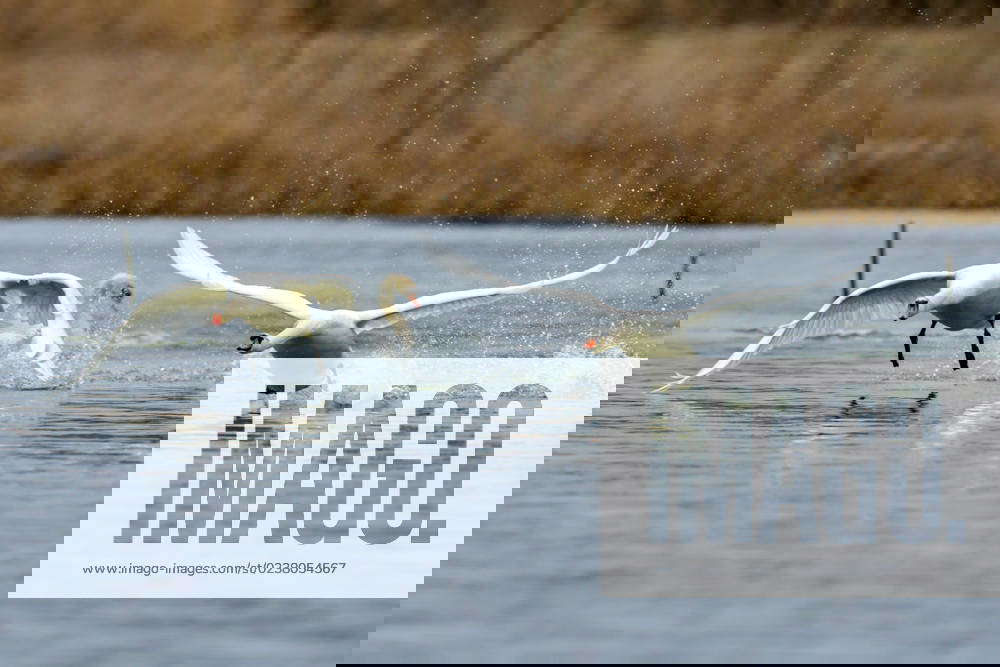 Mute Swans Begin Mating Season At The Fernald Nature Preserve Mute