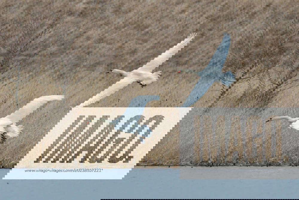 Mute Swans Mating At The Fernald Nature Preserve Mute swans are seen as