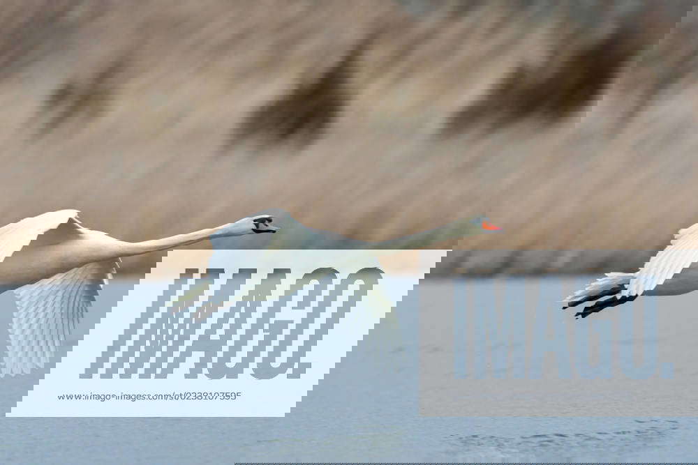 Mute Swans Mating At The Fernald Nature Preserve Mute swans are seen as