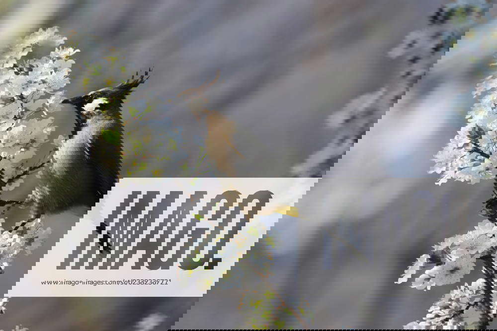 March 2, 2023, Poonch, Jammu and Kashmir, India A bird sits on the