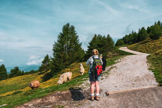 Backpacker and llamas on hiking trails in the Dolomites Backpacker and ...