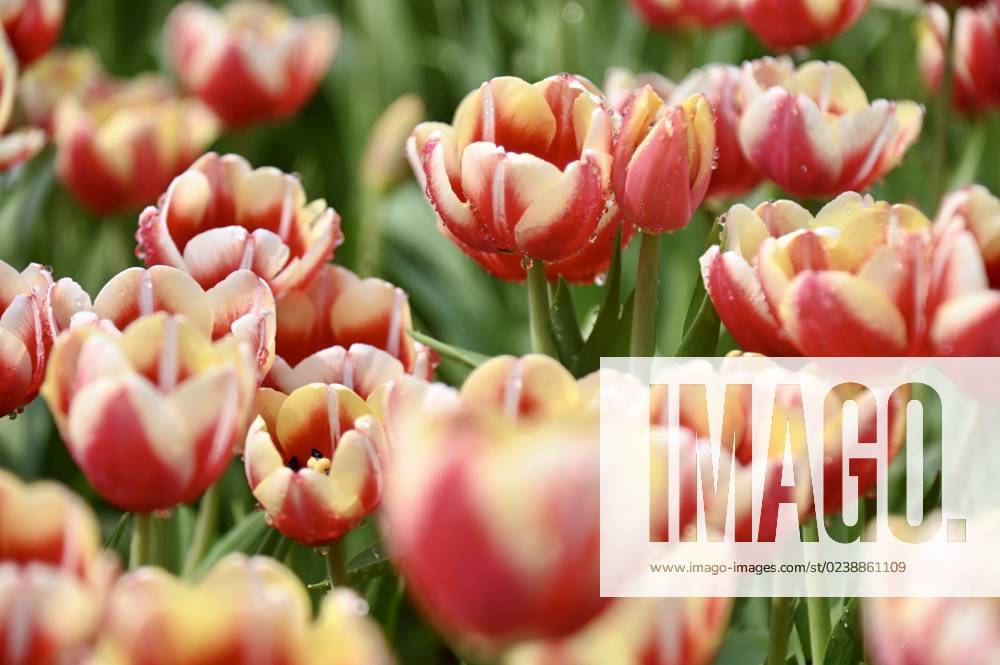 HONG KONG, CHINA MARCH 09 A view of blooming tulips during the