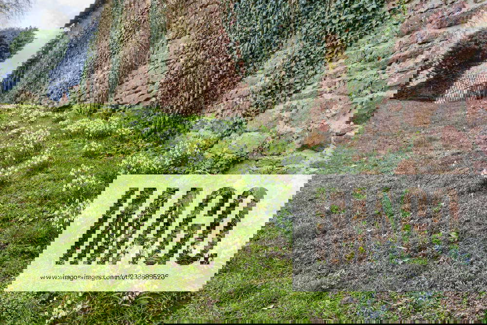 Early Bloomers Announce the Arrival of Spring Early bloomers announce