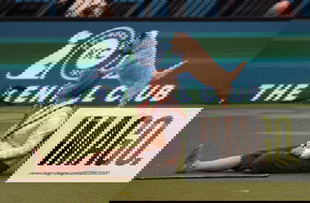 . 11 03 2023. London, United Kingdom. Dogs Dancing to Music Day 3 of Crufts International Dog Show