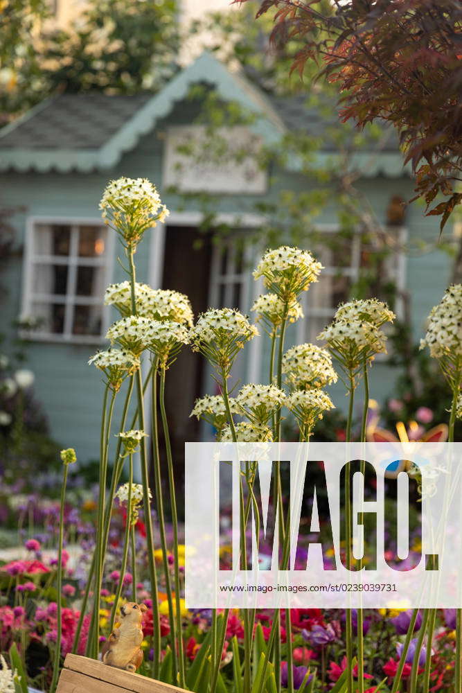 Hong Kong Flower Show 2023 The Hong Kong Flower Show provides