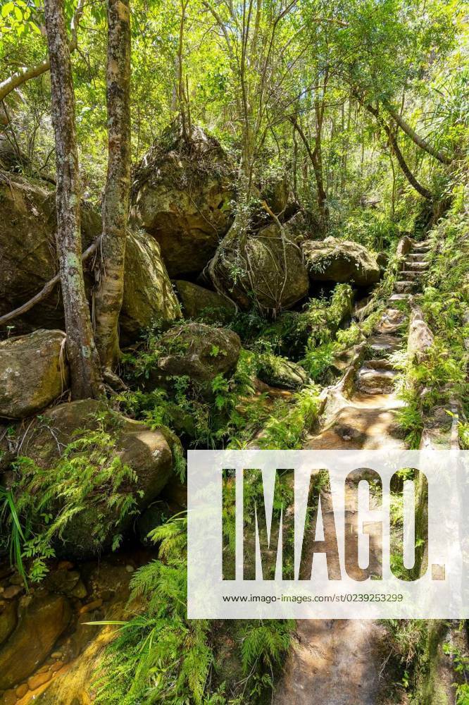 Rain forest stone stairs, Isalo national park, Madagascar wilderness ...