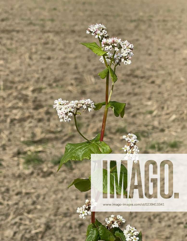 Buckwheat,Fagopyrum,tataricum, Buckwheat, Fagopyrum tataricum, is an ...