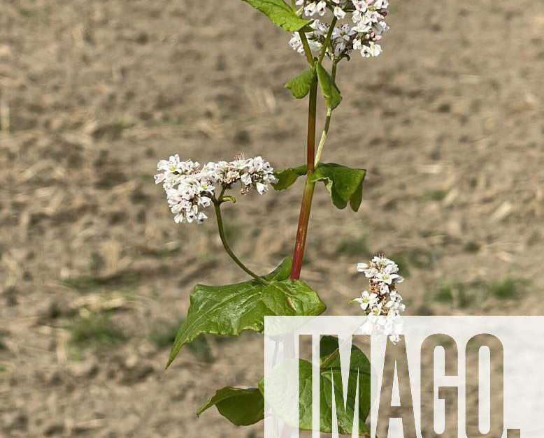 Buckwheat,Fagopyrum,tataricum, Buckwheat, Fagopyrum tataricum, is an ...