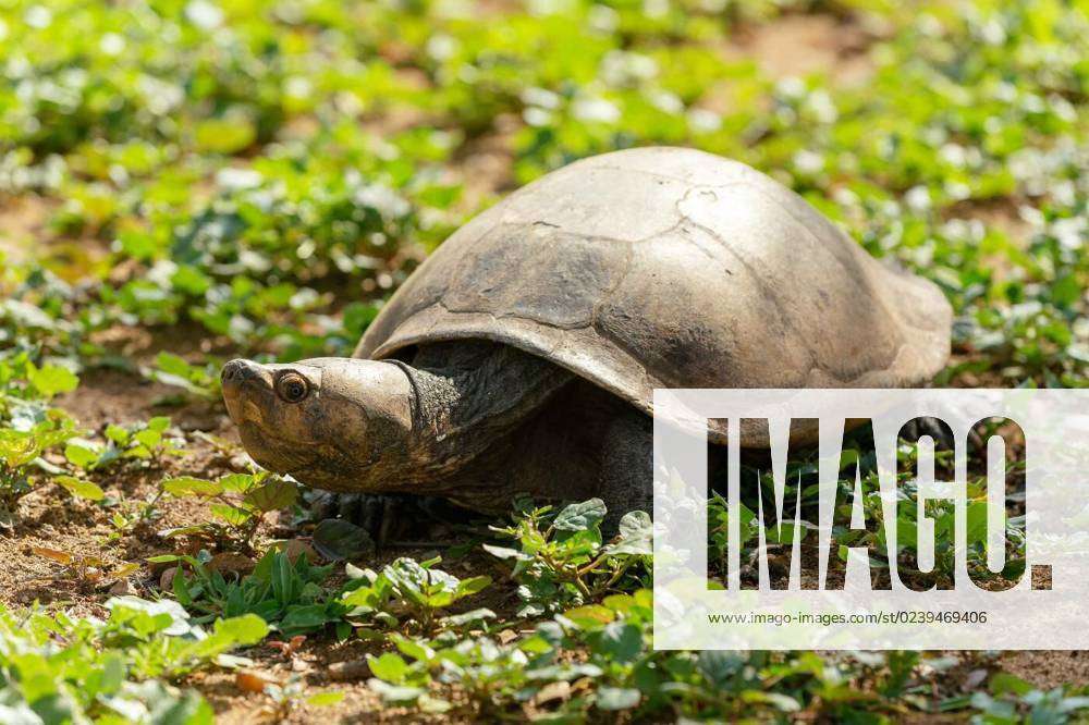 Madagascan big-headed turtle, Erymnochelys madagascariensis ...