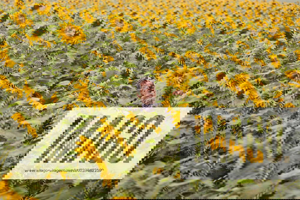 Farmers Harvest Sunflowers In Bangladesh Sunflowers growing in a field