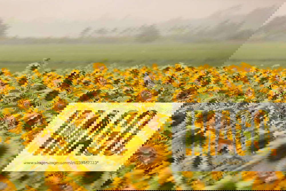 Farmers Harvest Sunflowers In Bangladesh Sunflowers growing in a field