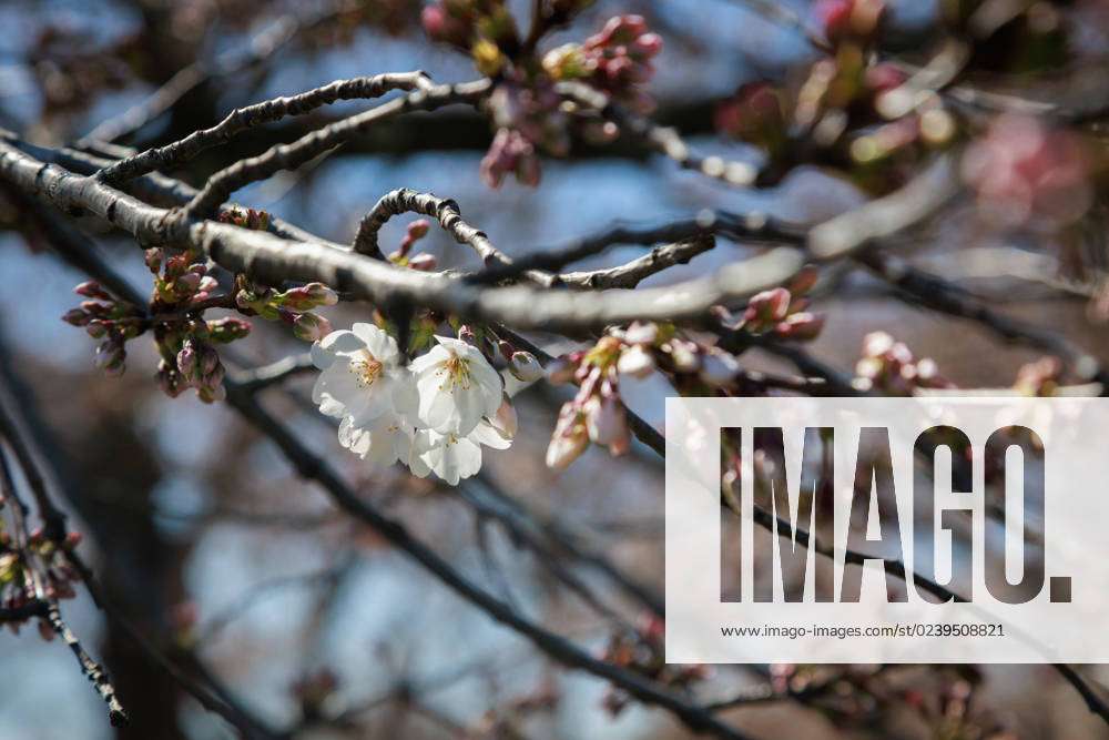 Cherry Blossoms At Tidal Basin Cherry blossom trees bloom on the ...