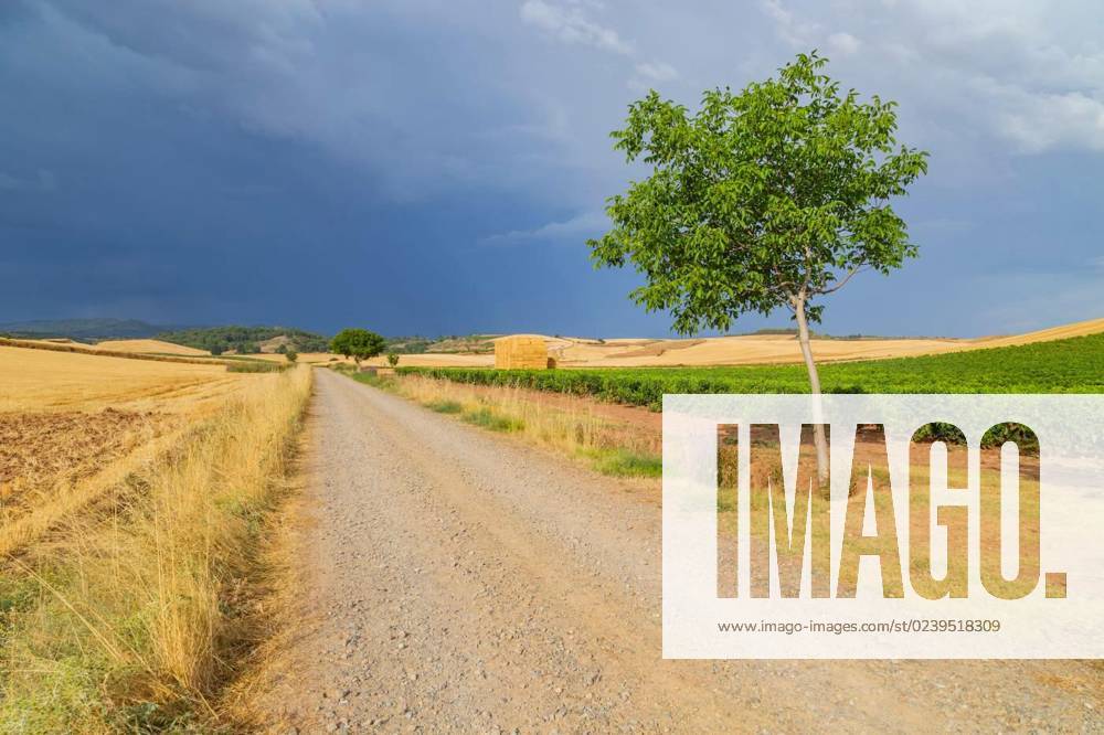 Rural road in the Spanish, Rural road in the Spanish countryside among