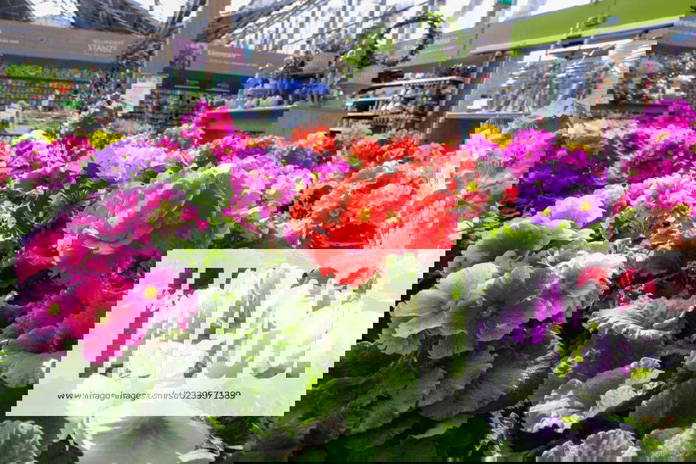 Hannover, Frühling im Gartencenter, Blumen, Primel, *** Hanover, spring