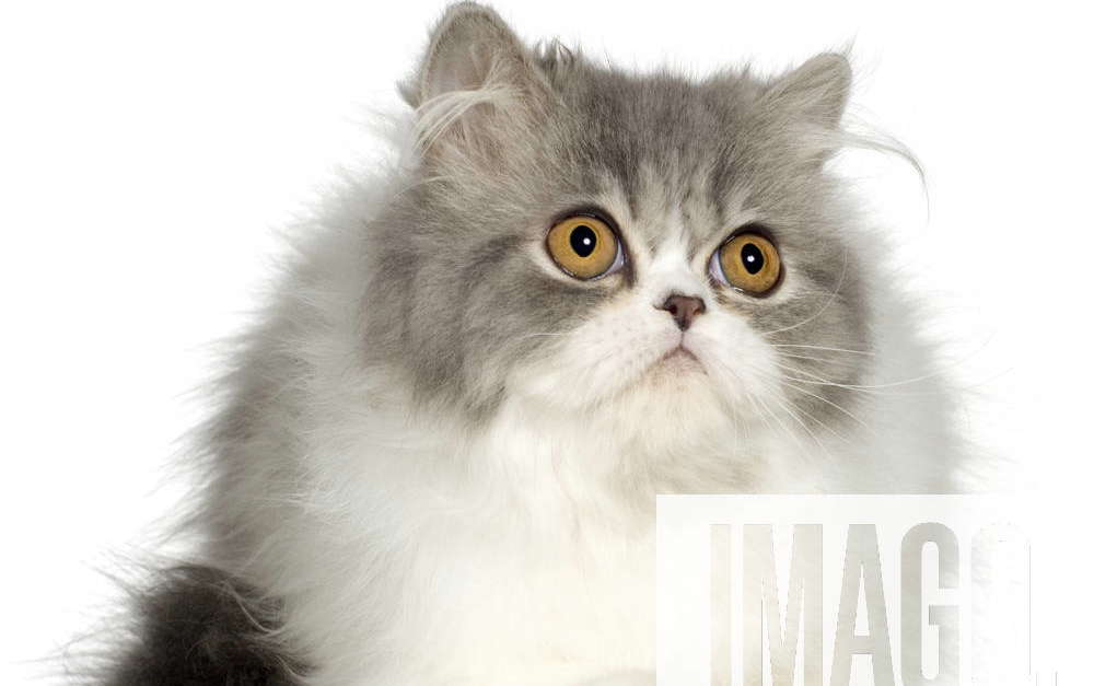 Young Persian Cat (6 Months) In Front Of A White Background