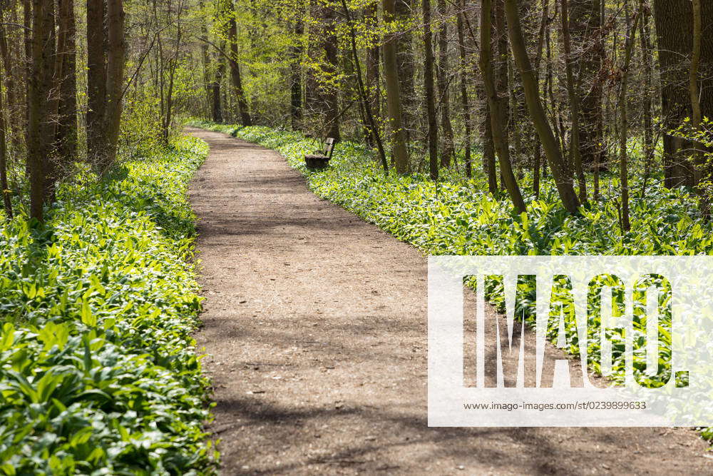 Wild garlic Allium ursinum on a forest path through the floodplain ...