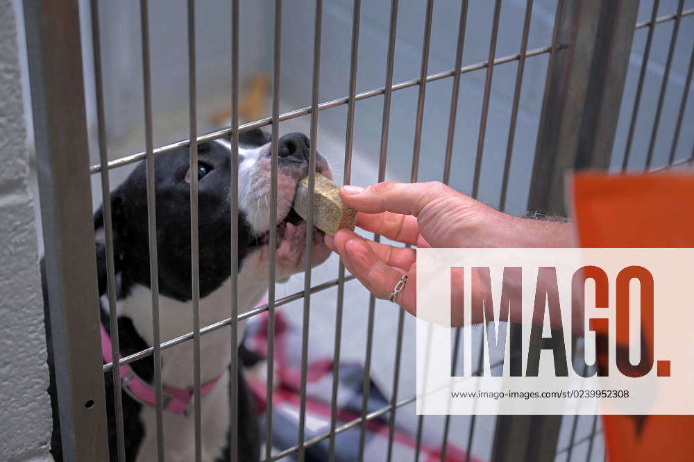 March 17, 2023: Brian George, a staff member at BARCS Baltimore Animal ...