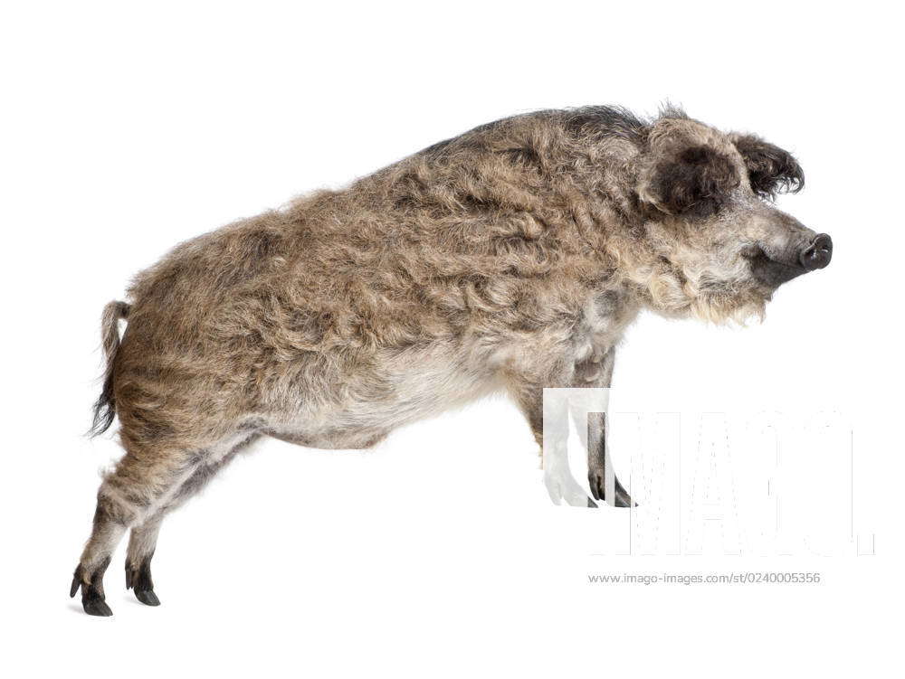 Mangalitsa or curly-hair hog standing in front of white background ...