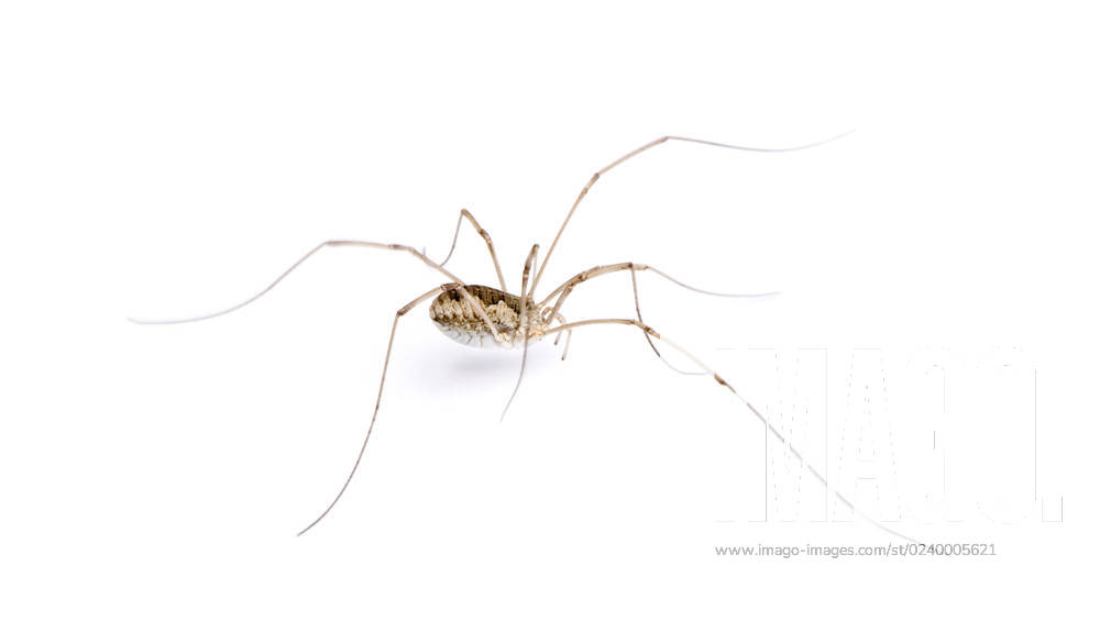 Opiliones spider in front of white background, studio shot