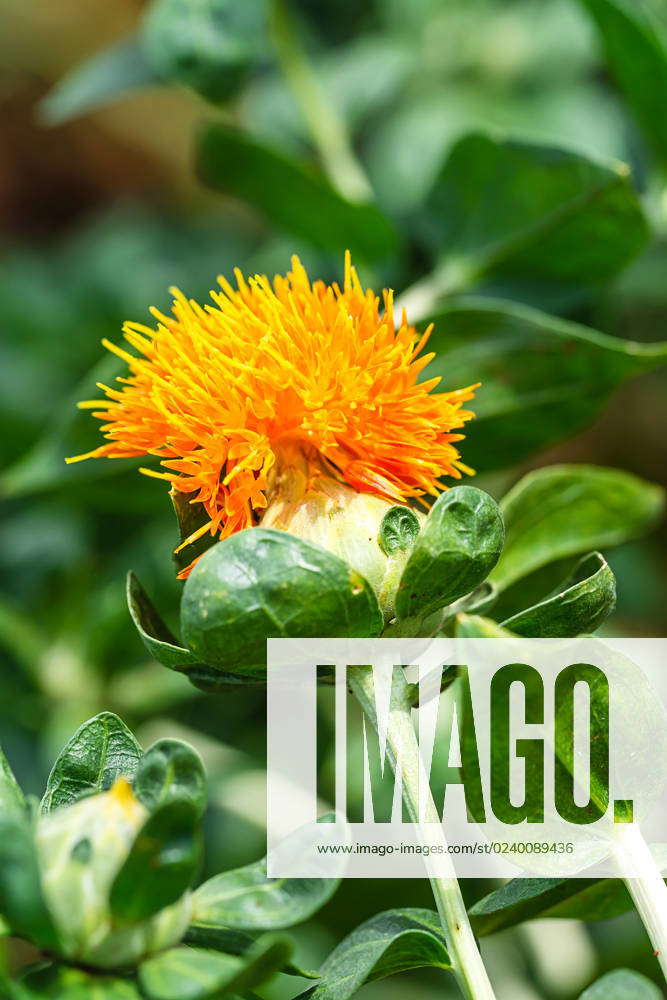 Orange Safflower