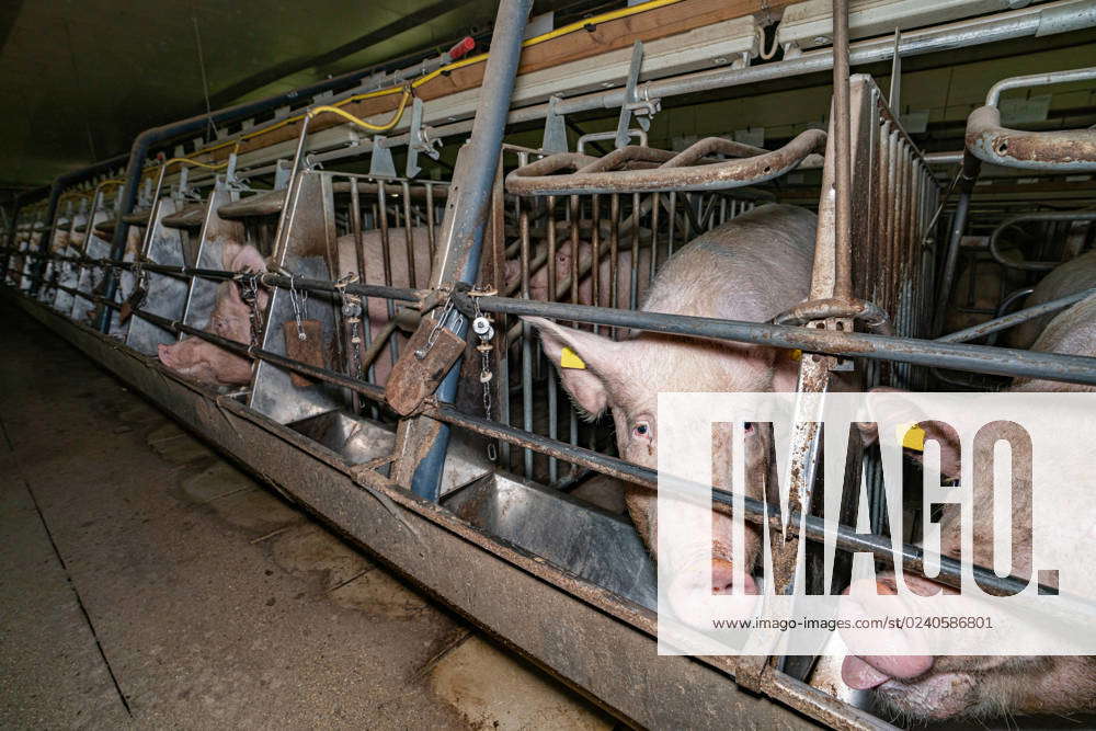 Sow husbandry Sows eat in self-catching pens from the feed trough ...