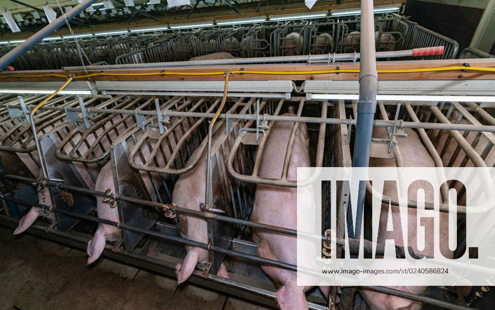 Sow management Sows eat in self-catching pens from the feed trough ...