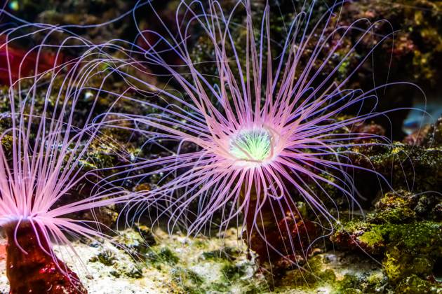 Flower tube sea anemone in closeup, pink neon color, Tropical animal ...