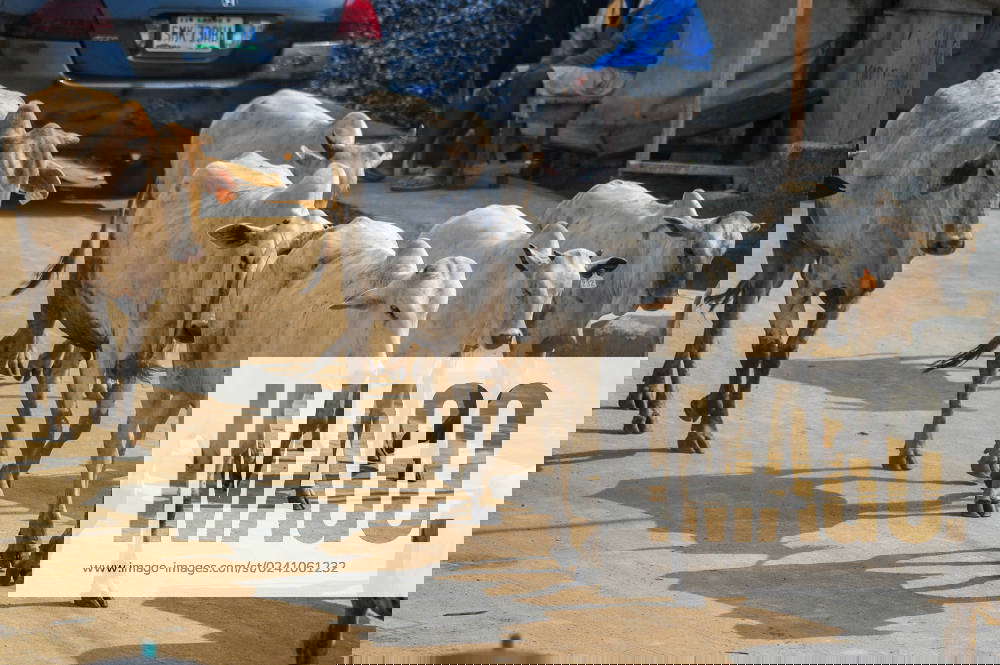 LAGOS, NIGERIA MARCH 31 Cattle, The cattle is Nigeria biggest source