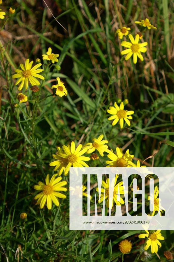 Water Ragwort Water ragwort