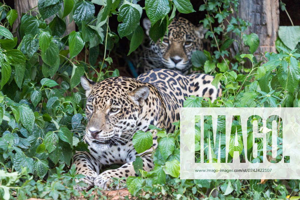 Jaguar in the Jungle , 32015426, africa, amazon, america, animal, big ...