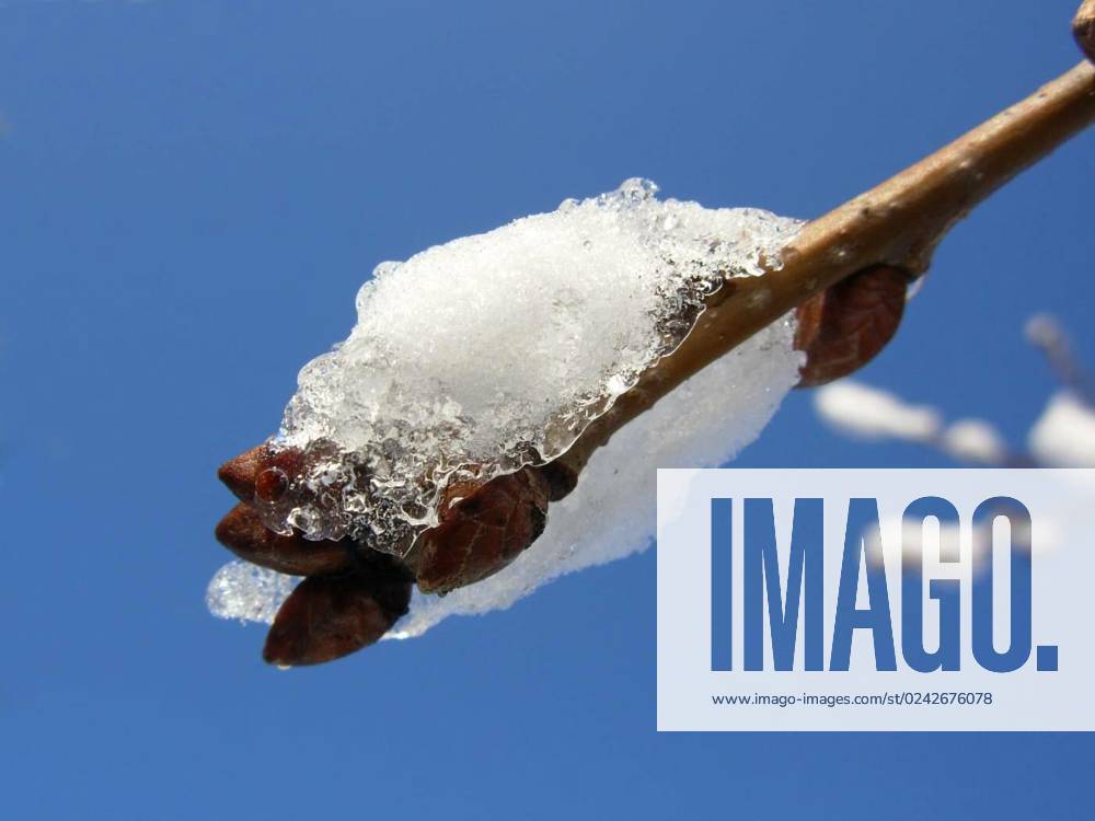 ice-age