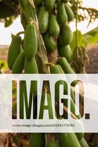 A vertical shot of unripe papayas on a tree in Fuerteventura, Spain ...