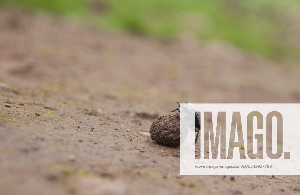 Dung beetle rolling a ball of dung, Dung beetle rolling a ball of dung ...