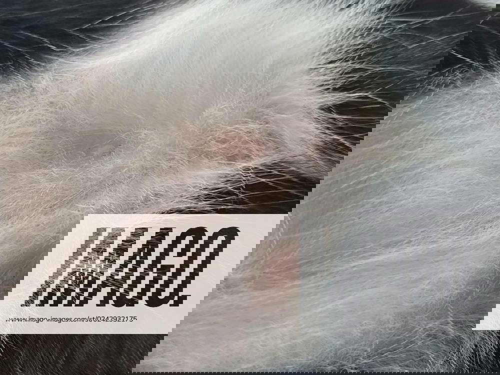 Cat nipples in closeup. Two pink nipples on the belly of a young male