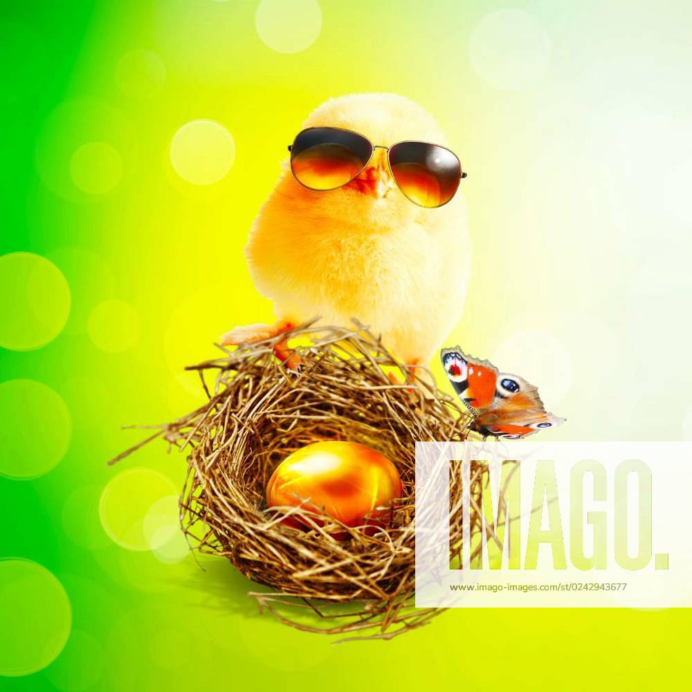 funny-cute-baby-chick-with-sunglasses-and-egg-an-easter-decoration