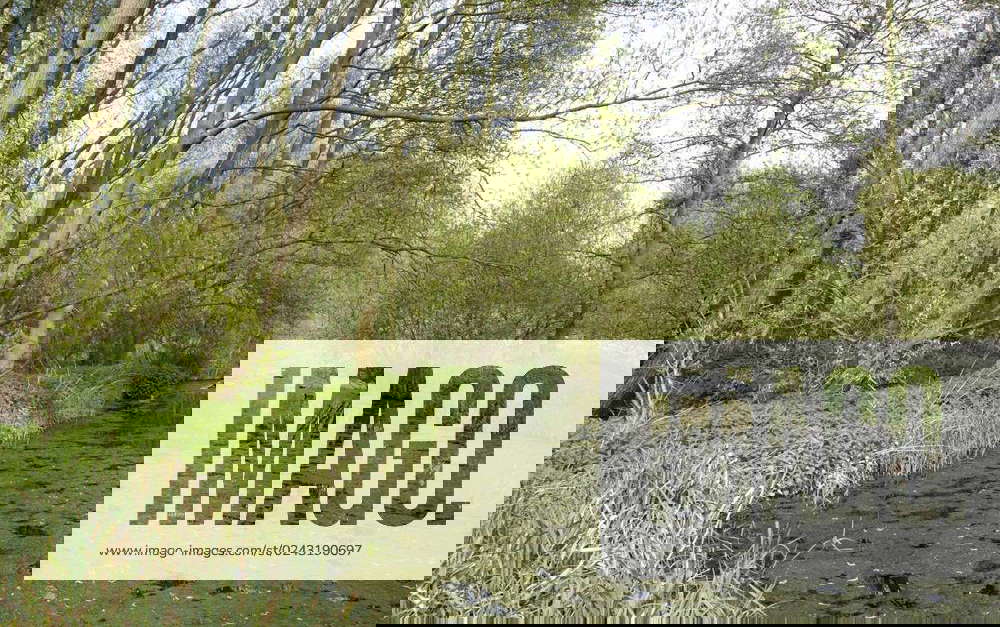 Infestation of string algae, blanket weed, on River Stort tributary