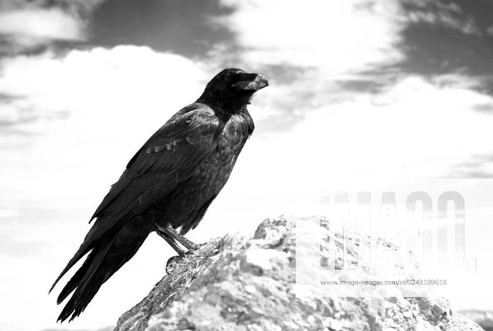 Raven sw no. 2, in norse mythology the raven symbolizes the wisdom, the ...