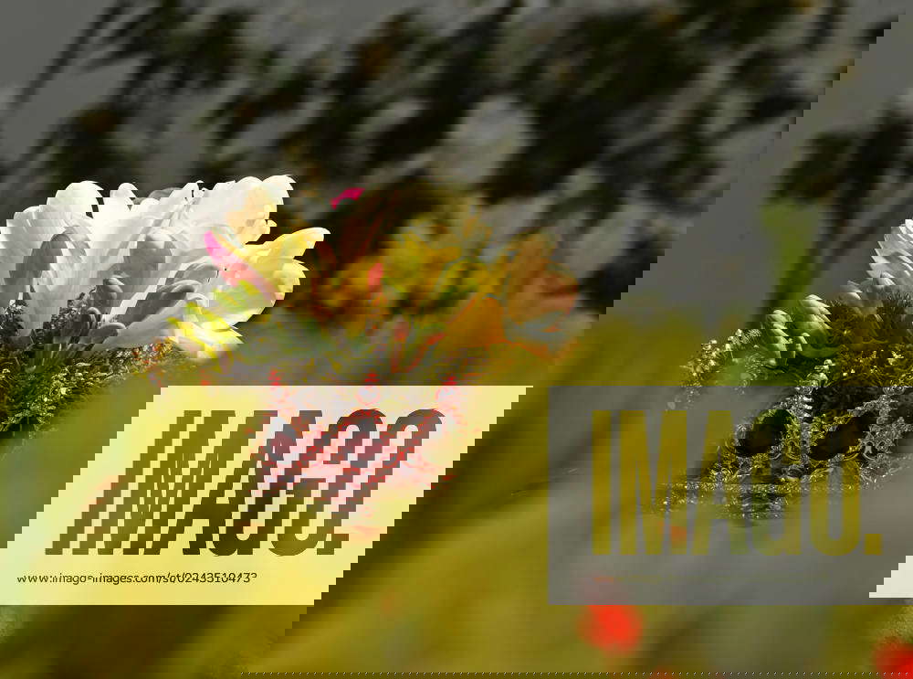 14 04 2023 Bundesgartenschau BUGA 2023 MANNHEIM impressions opening day