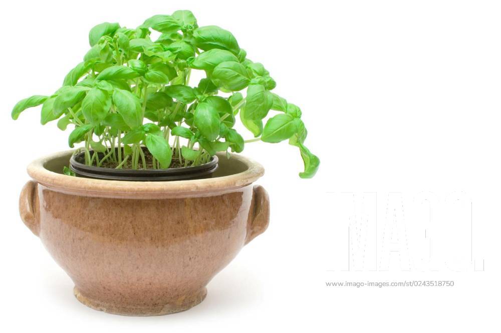Basil pot