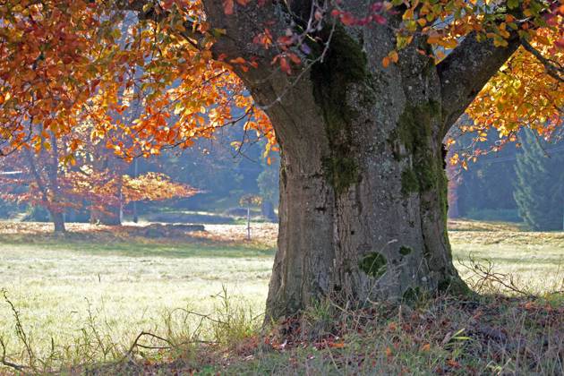 Bäume im Moorgebiet im Slavkovský les Kaiserwald in